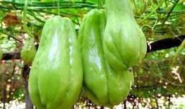 朝阳吃瓜群众一枚 爆炸瓜视频,朝阳瓜界炸裂！吃瓜群众直呼过瘾的爆炸瓜视频大揭秘